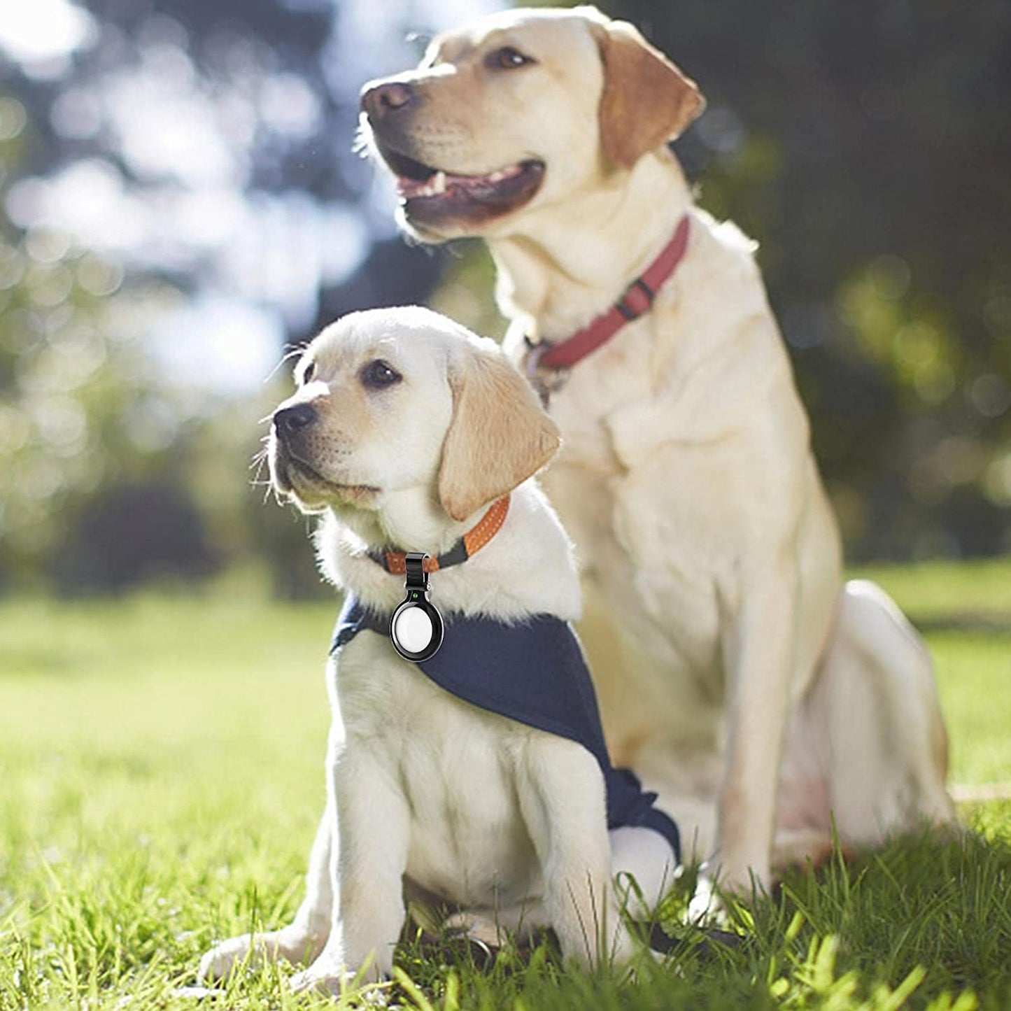 Ein gelber Labradorwelpe mit Umhang sitzt neben einem erwachsenen Labrador im Freien auf grünem Gras. Beide tragen ArktisPRO AirTag-Metallhalterungen von ArktisPRO aus robustem Metall.