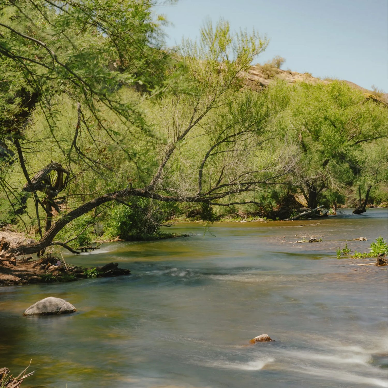 Ein ruhiger Fluss fließt durch lebendige Bäume unter einem klaren Himmel, Felsen im Wasser, wie mit dem MOMENT 67mm Variable ND (2-7 Stop) & CineBloom 10 Filter für einen verträumten, weicheren Effekt gesehen.