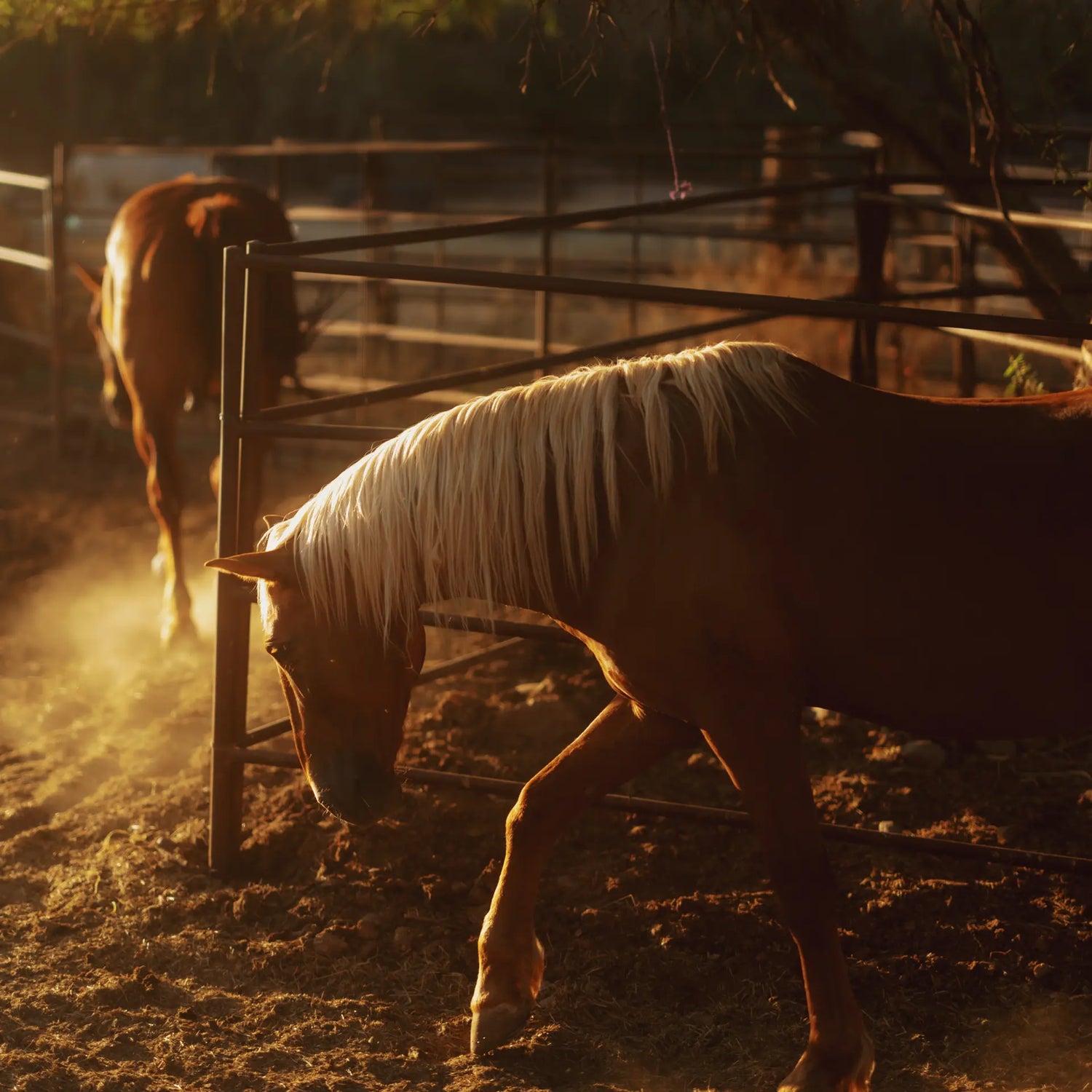 Zwei braune Pferde mit hellen Mähnen stehen in einem staubigen, sonnenbeschienenen Korral, eines davon mit gesenktem Kopf - eine Szene, die durch den MOMENT 67mm Variable ND (2-7 Stop) & CineBloom 10 Filter so weichgezeichnet wurde.